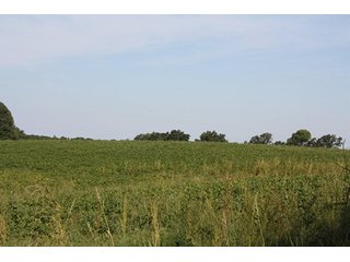 Property photo 50 - ILLINOIS LAND AUCTION - 705+/- ACRES OFFERED IN 16 TRACTS IN EDWARDS COUNTY, ILLINOIS